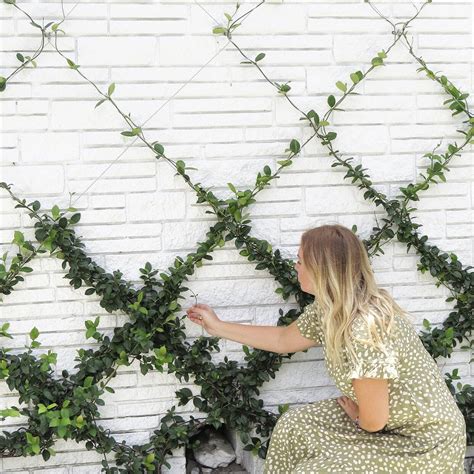 How To Make An Espalier Trellis .